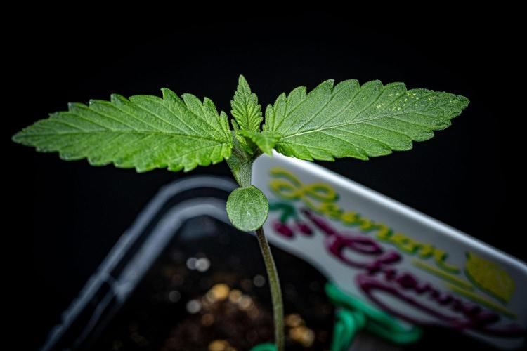 Lemon Cherry Cookies Auto Fast Buds. Week 2 - Day 10