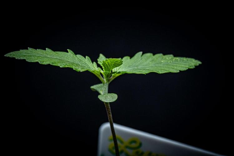 Lemon Cherry Cookies Auto Fast Buds. Week 2 - Day 10