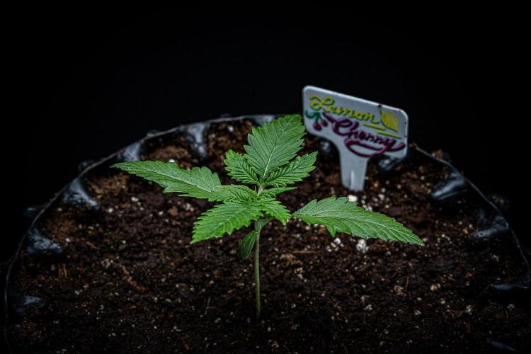 Lemon Cherry Cookies Auto Fast Buds. Week 2 - Day 15