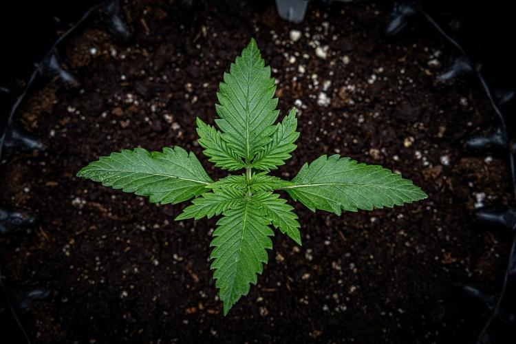 Lemon Cherry Cookies Auto Fast Buds. Week 2 - Day 15