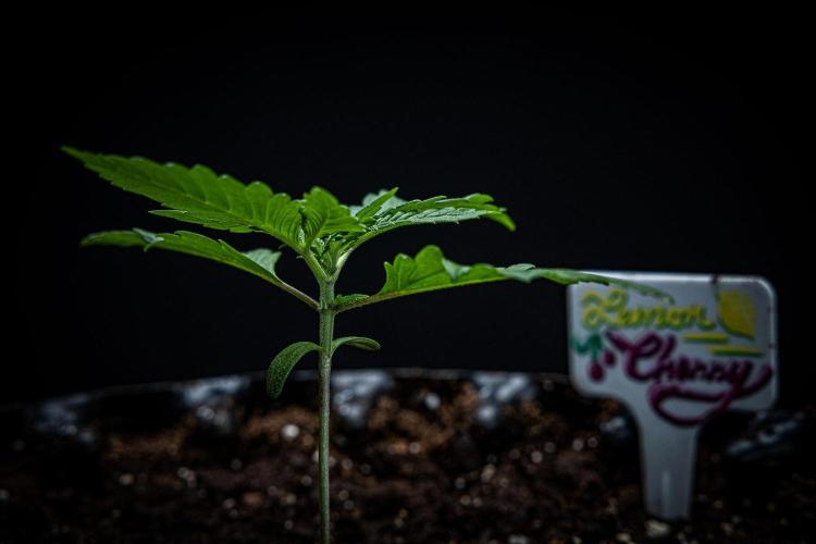 Lemon Cherry Cookies Auto Fast Buds. Week 2 - Day 15