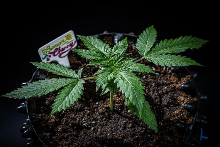 Lemon Cherry Cookies Auto Fast Buds. Week 3 - Day 20