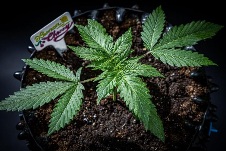 Lemon Cherry Cookies Auto Fast Buds. Week 3 - Day 20