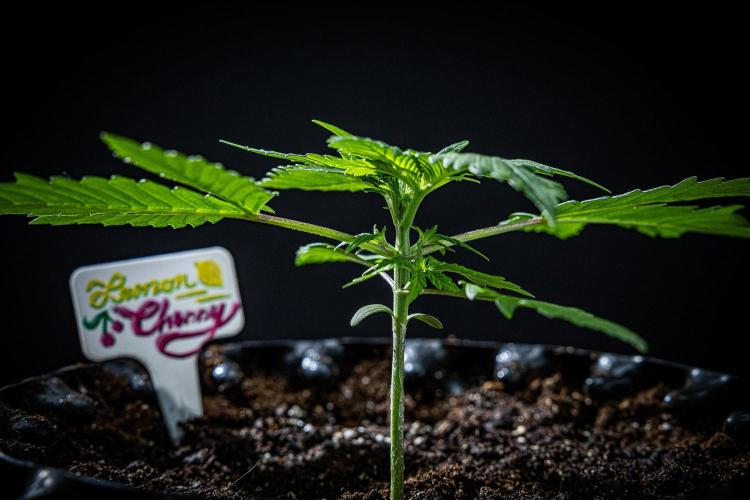 Lemon Cherry Cookies Auto Fast Buds. Week 3 - Day 20