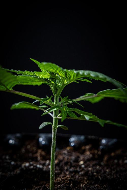 Lemon Cherry Cookies Auto Fast Buds. Week 3 - Day 20