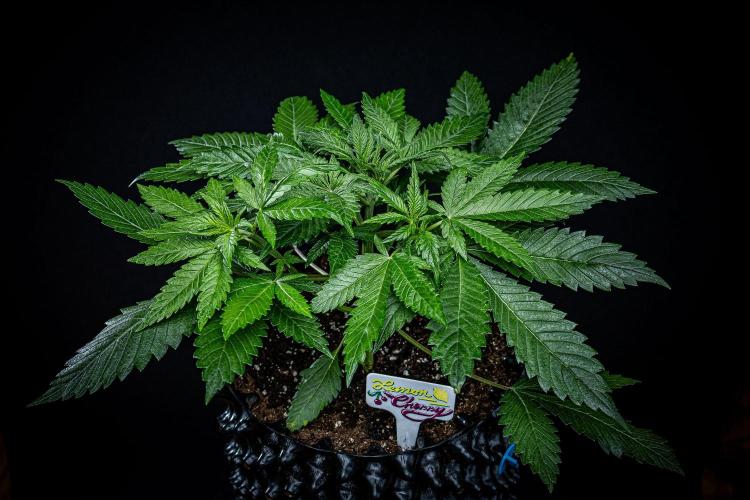 Lemon Cherry Cookies Auto Fast Buds. Week 4 - Day 28