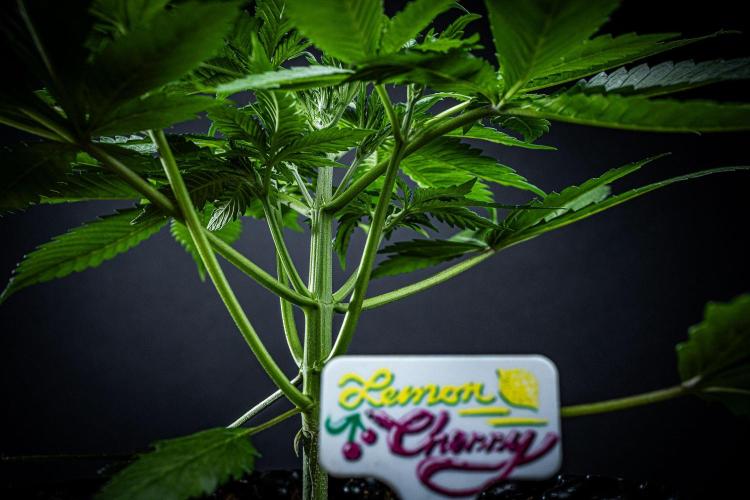 Lemon Cherry Cookies Auto Fast Buds. Week 4 - Day 28