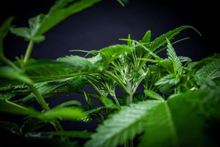 Lemon Cherry Cookies Auto Fast Buds. Week 4 - Day 28