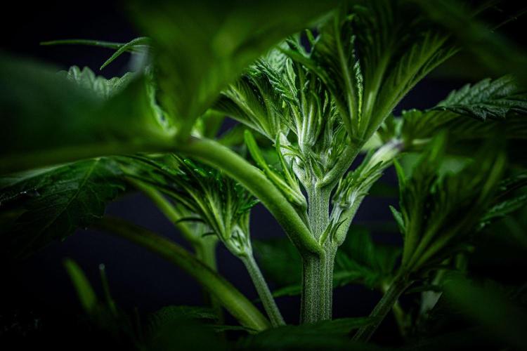 Lemon Cherry Cookies Auto Fast Buds. Week 4 - Day 28