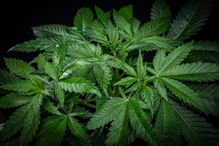 Lemon Cherry Cookies Auto Fast Buds. Week 4 - Day 28