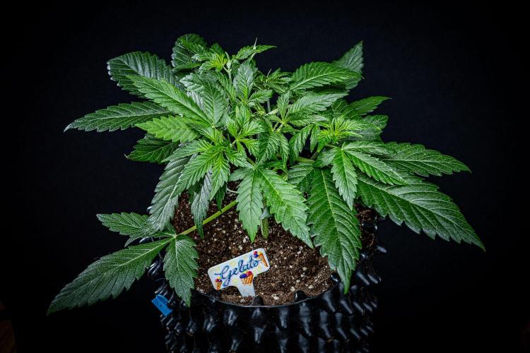 Auto Gelato Pyramid Seeds. Week 4 - Day 26