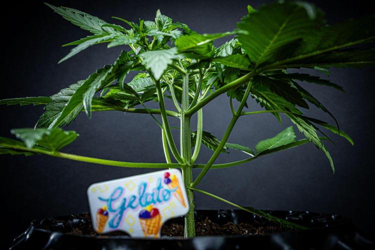 Auto Gelato Pyramid Seeds. Week 4 - Day 26