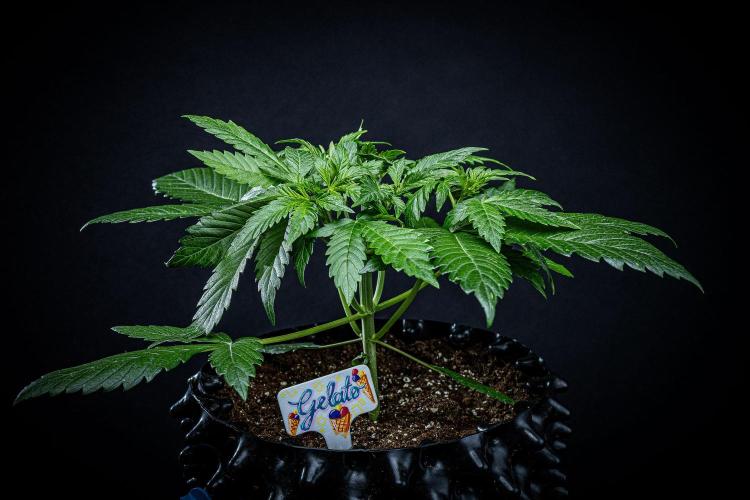 Auto Gelato Pyramid Seeds. Week 4 - Day 26