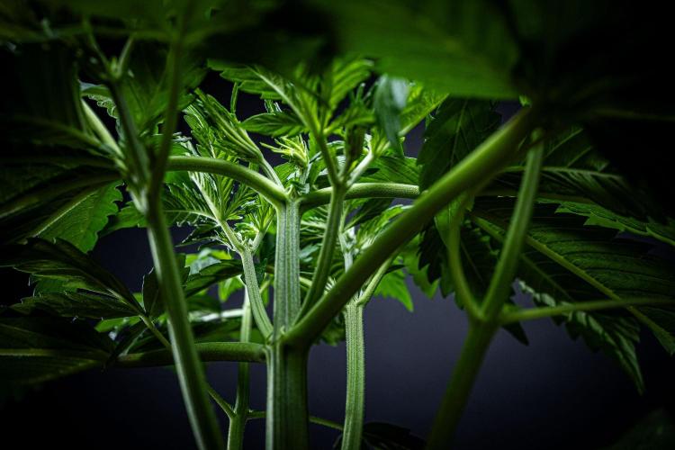 Auto Gelato Pyramid Seeds. Week 4 - Day 26