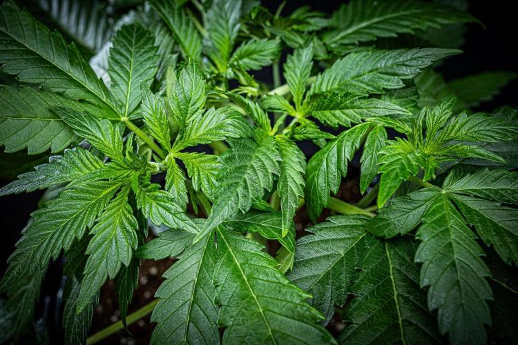 Auto Gelato Pyramid Seeds. Week 4 - Day 26