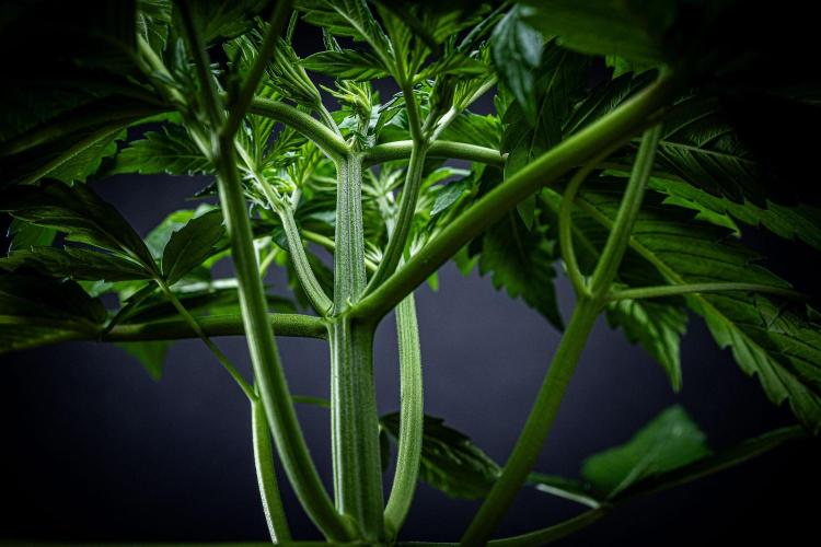 Auto Gelato Pyramid Seeds. Week 4 - Day 26