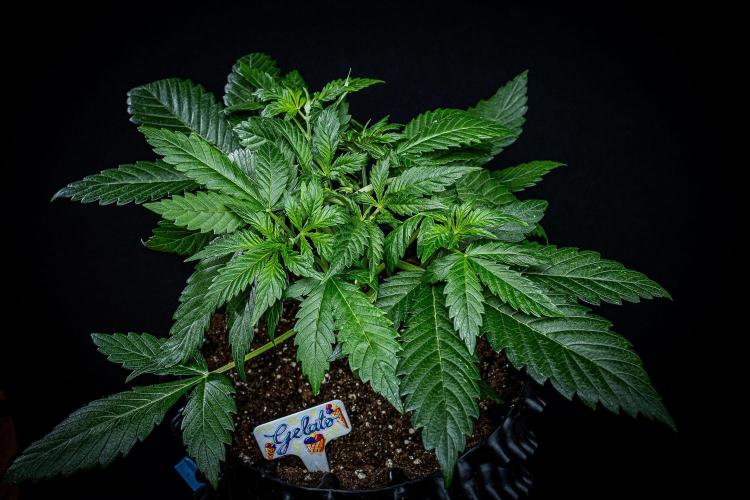 Auto Gelato Pyramid Seeds. Week 4 - Day 26