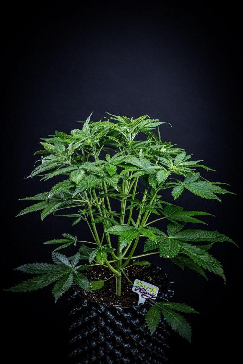 Lemon Cherry Cookies Auto Fast Buds. Week 5 - Day 35