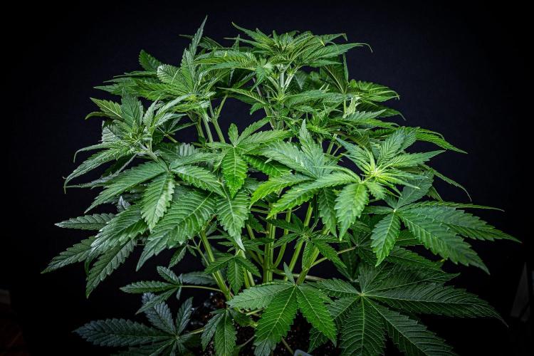 Lemon Cherry Cookies Auto Fast Buds. Week 5 - Day 35