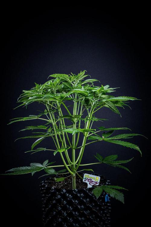 Lemon Cherry Cookies Auto Fast Buds. Week 5 - Day 35