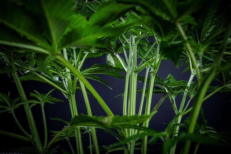 Lemon Cherry Cookies Auto Fast Buds. Week 5 - Day 35