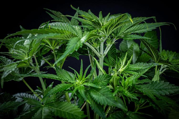 Lemon Cherry Cookies Auto Fast Buds. Week 5 - Day 35