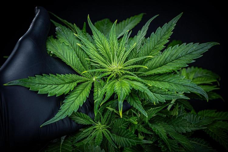 Lemon Cherry Cookies Auto Fast Buds. Week 5 - Day 35