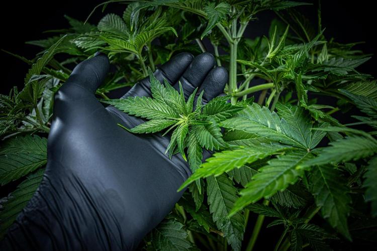 Lemon Cherry Cookies Auto Fast Buds. Week 5 - Day 35