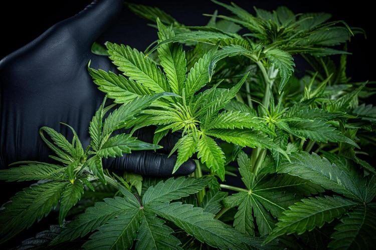 Lemon Cherry Cookies Auto Fast Buds. Week 5 - Day 35