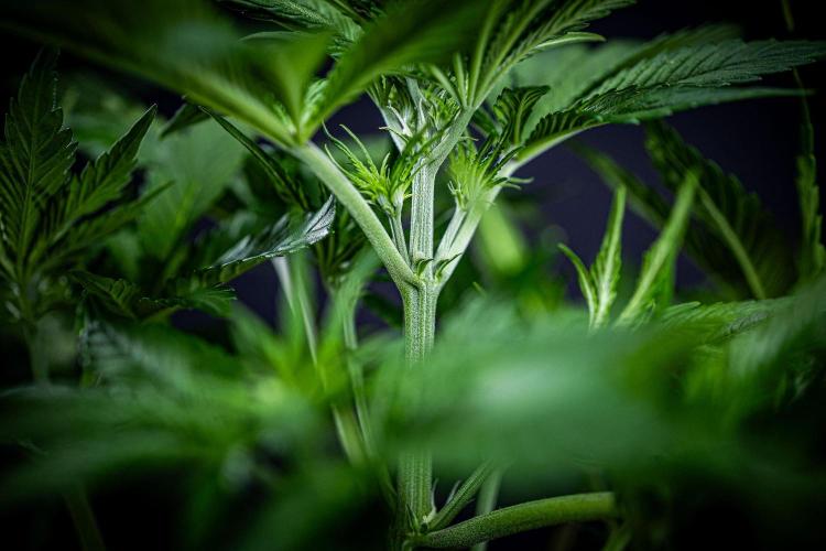 Lemon Cherry Cookies Auto Fast Buds. Week 5 - Day 35