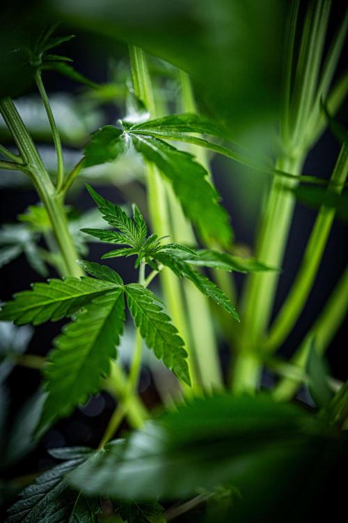 Lemon Cherry Cookies Auto Fast Buds. Week 5 - Day 35