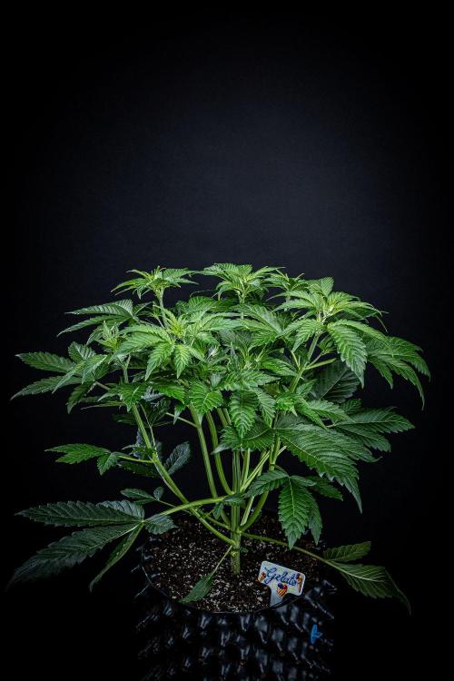 Auto Gelato Pyramid Seeds. Week 5 - Day 33
