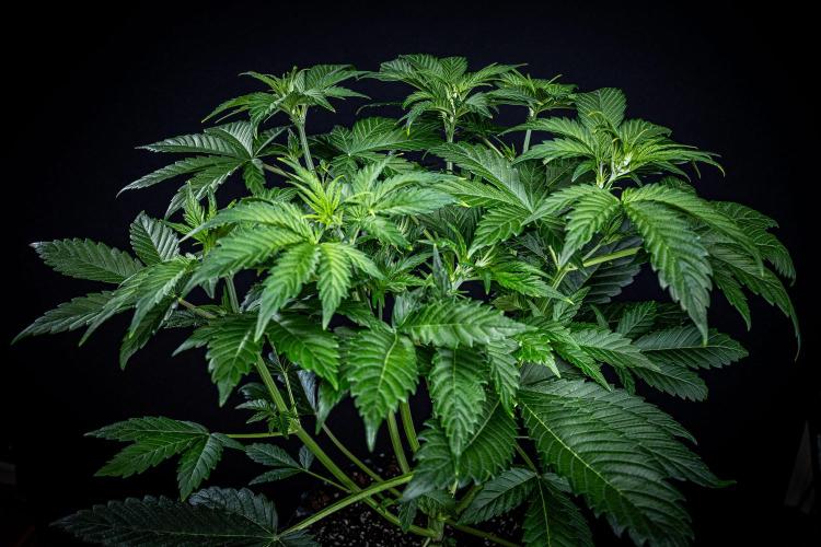 Auto Gelato Pyramid Seeds. Week 5 - Day 33