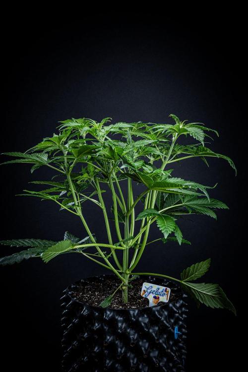 Auto Gelato Pyramid Seeds. Week 5 - Day 33