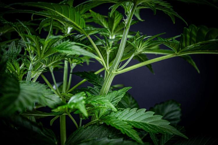 Auto Gelato Pyramid Seeds. Week 5 - Day 33