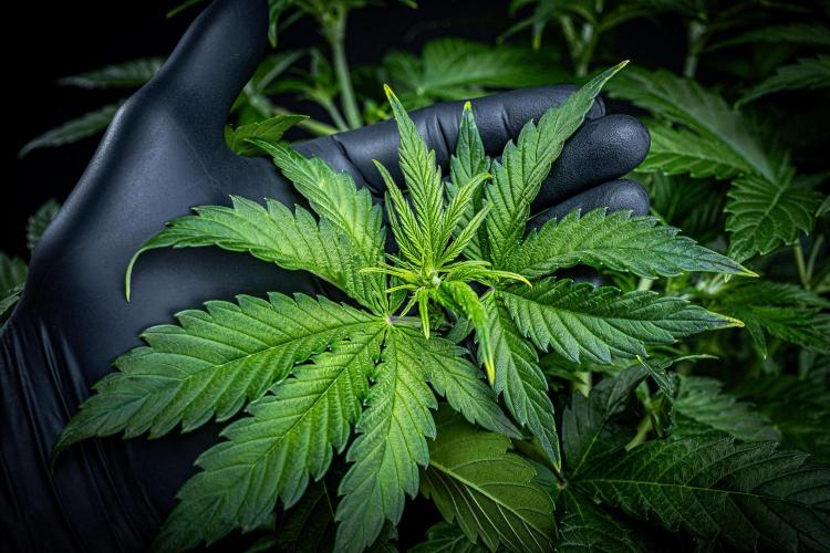 Auto Gelato Pyramid Seeds. Week 5 - Day 33