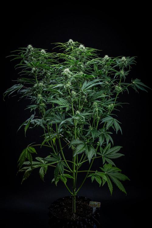 Banana Blaze Auto Dutch Passion. Week 7 - Day 50