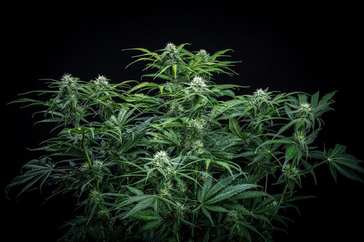 Banana Blaze Auto Dutch Passion. Week 7 - Day 50