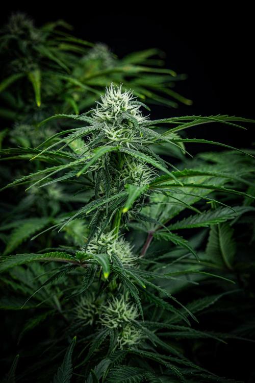 Banana Blaze Auto Dutch Passion. Week 7 - Day 50