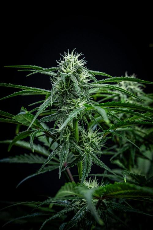 Banana Blaze Auto Dutch Passion. Week 7 - Day 50