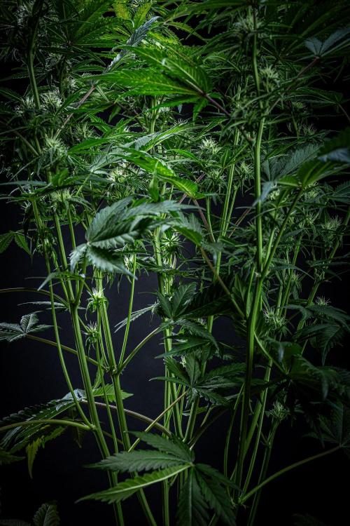 Banana Blaze Auto Dutch Passion. Week 7 - Day 50