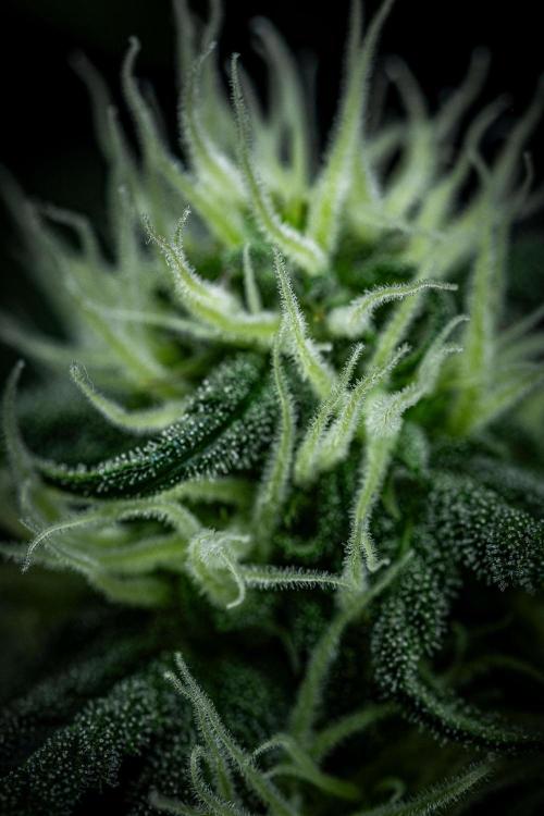 Banana Blaze Auto Dutch Passion. Week 7 - Day 50