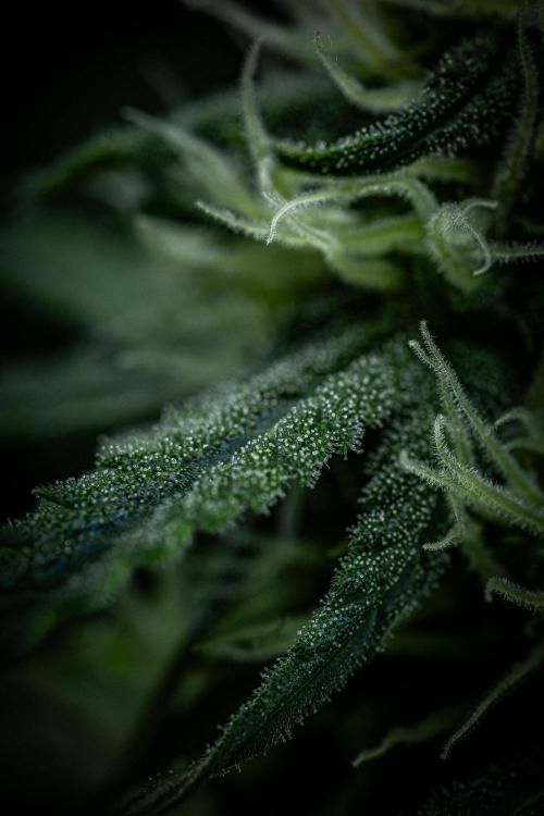 Banana Blaze Auto Dutch Passion. Week 7 - Day 50