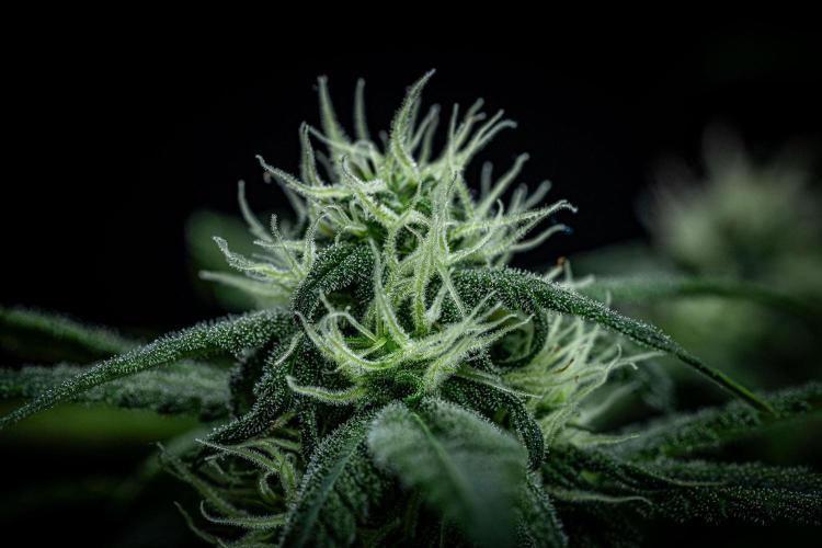 Banana Blaze Auto Dutch Passion. Week 7 - Day 50