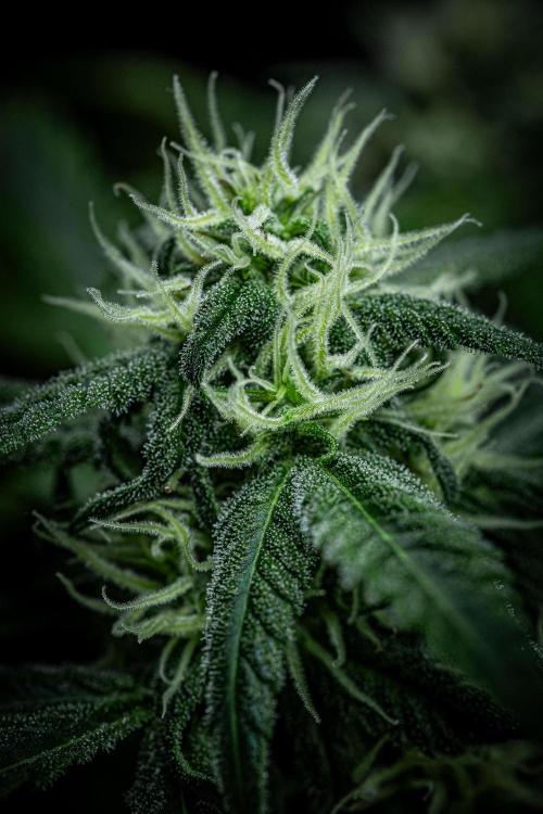 Banana Blaze Auto Dutch Passion. Week 7 - Day 50