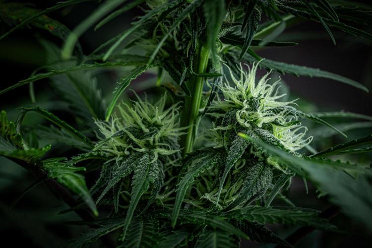 Banana Blaze Auto Dutch Passion. Week 7 - Day 50