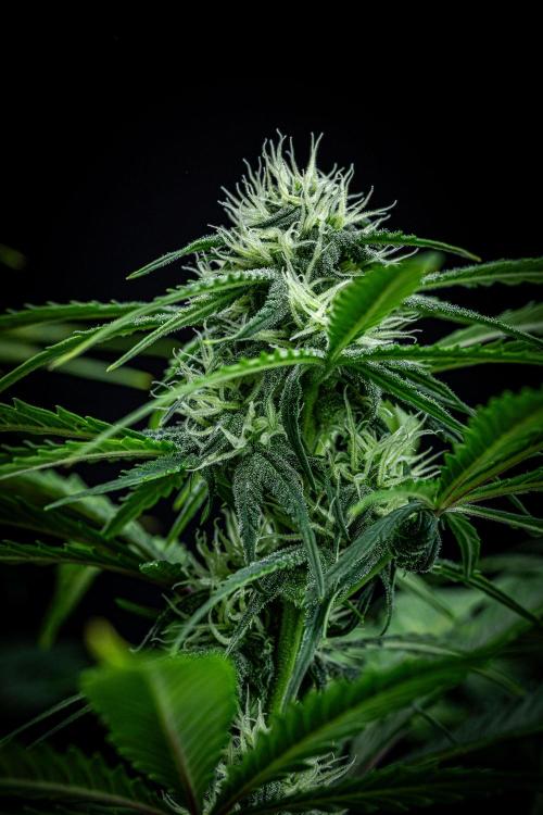 Banana Blaze Auto Dutch Passion. Week 7 - Day 50