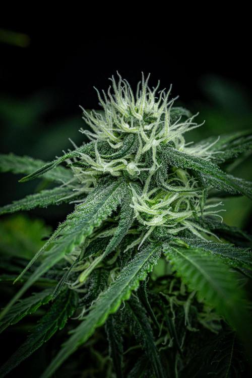 Banana Blaze Auto Dutch Passion. Week 7 - Day 50