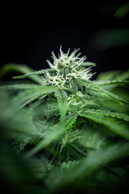 Banana Blaze Auto Dutch Passion. Week 7 - Day 50