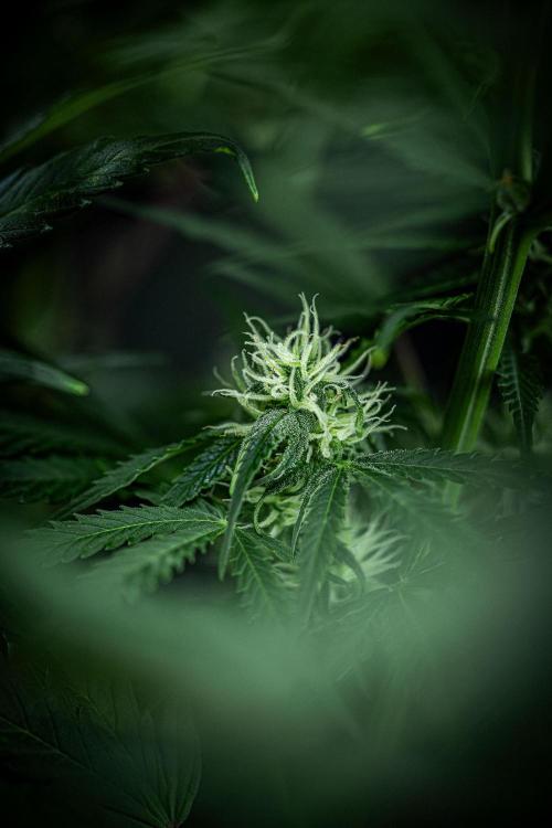 Banana Blaze Auto Dutch Passion. Week 7 - Day 50